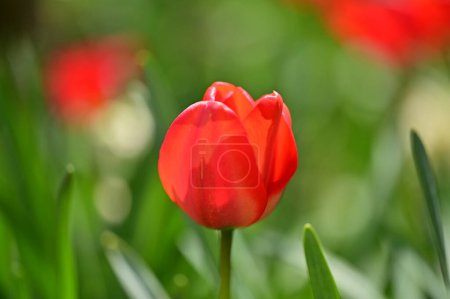 Photo for Beautiful  tulip flower growing in garden - Royalty Free Image