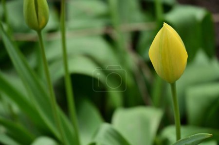 Foto de Hermosa flor de tulipán creciendo en el jardín - Imagen libre de derechos