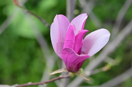 Foto de Hermosa flor de magnolia rosa en el jardín - Imagen libre de derechos