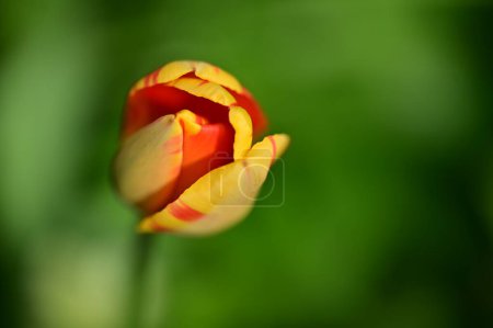 Téléchargez les photos : Vue rapprochée de belle fleur de tulipe - en image libre de droit