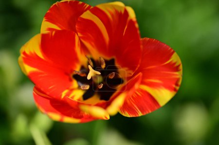 Téléchargez les photos : Vue rapprochée de belle fleur de tulipe - en image libre de droit