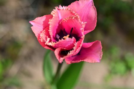 Foto de Vista de cerca de hermosa flor de tulipán - Imagen libre de derechos