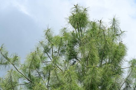 Téléchargez les photos : Branches de pin sur fond bleu ciel - en image libre de droit