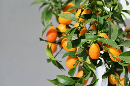 Téléchargez les photos : Mandarines aux feuilles vertes sur l'arbre. - en image libre de droit