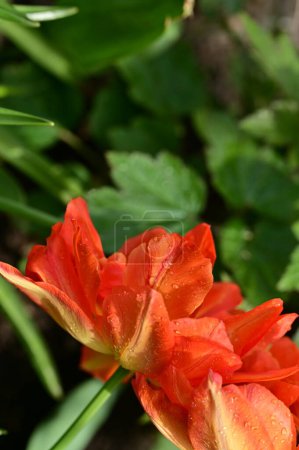 Téléchargez les photos : Belles tulipes rouges dans le jardin - en image libre de droit