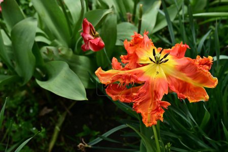 Foto de Tulipán naranja en el jardín - Imagen libre de derechos