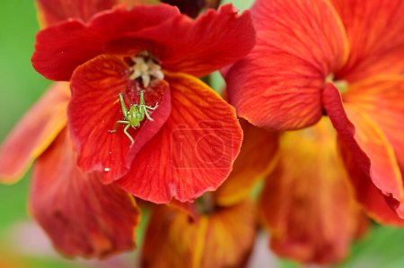 Téléchargez les photos : Vue rapprochée de belles fleurs - en image libre de droit