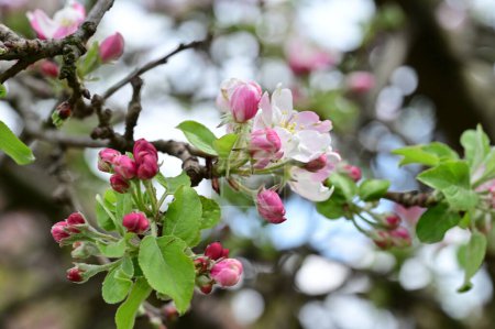 Foto de Flores blancas y rosadas del manzano en primavera - Imagen libre de derechos