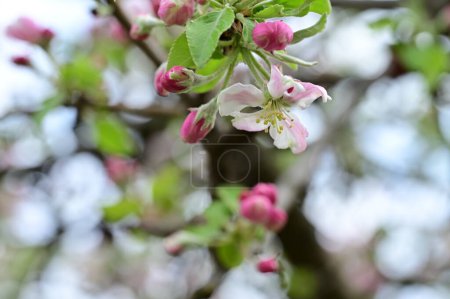 Photo for White and pink flowers of apple tree in spring - Royalty Free Image