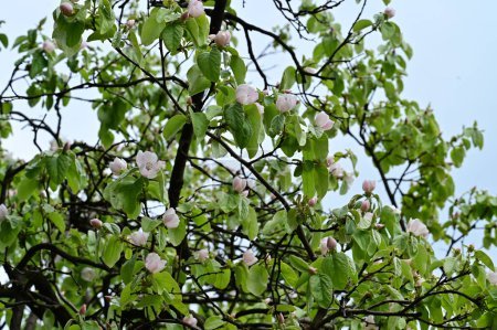 Foto de Flores blancas del manzano en primavera - Imagen libre de derechos