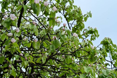Téléchargez les photos : Fleurs blanches de pommier au printemps - en image libre de droit