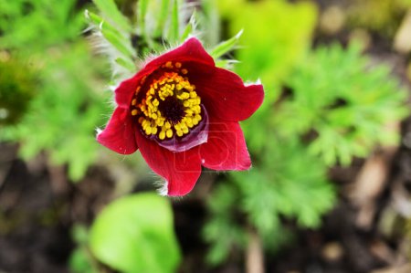 Téléchargez les photos : Belles fleurs rouges dans le jardin - en image libre de droit