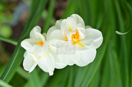 Foto de Flores de narciso blanco en el jardín - Imagen libre de derechos