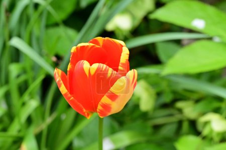 Foto de Tulipán rojo y amarillo en el jardín - Imagen libre de derechos