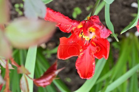 Foto de Hermosa flor de tulipán rojo en el jardín - Imagen libre de derechos