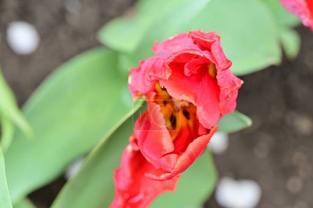 Foto de Hermosa flor de tulipán rojo en el jardín - Imagen libre de derechos