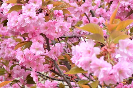 Foto de Hermosas flores de sakura rosa en el jardín - Imagen libre de derechos