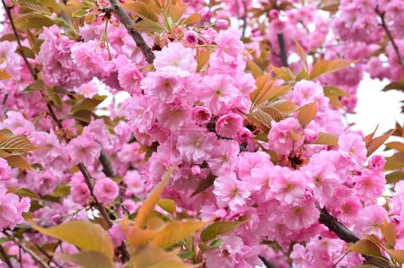 Téléchargez les photos : Belles fleurs roses sakura dans le jardin - en image libre de droit
