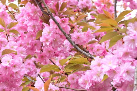 Foto de Hermosas flores de sakura rosa en el jardín - Imagen libre de derechos