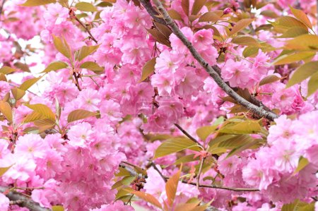 Photo for Beautiful pink sakura flowers in the garden - Royalty Free Image