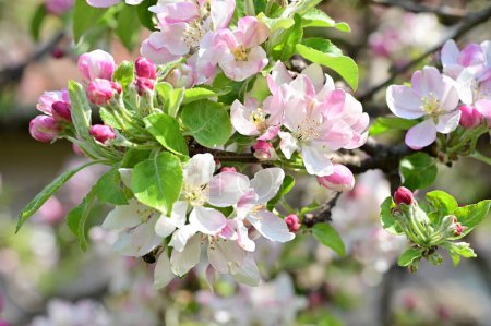 Photo for Beautiful spring background with blooming apple tree. - Royalty Free Image