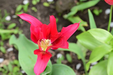 Téléchargez les photos : Belle tulipe rouge dans le jardin - en image libre de droit