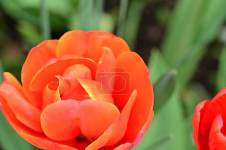 Foto de Hermoso tulipán rojo en el jardín - Imagen libre de derechos