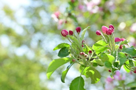 Foto de Hermoso fondo de primavera con manzano en flor
. - Imagen libre de derechos