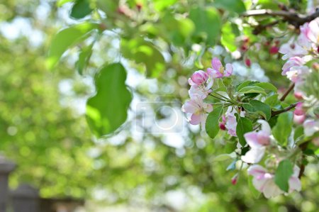 Foto de Hermoso fondo de primavera con manzano en flor
. - Imagen libre de derechos