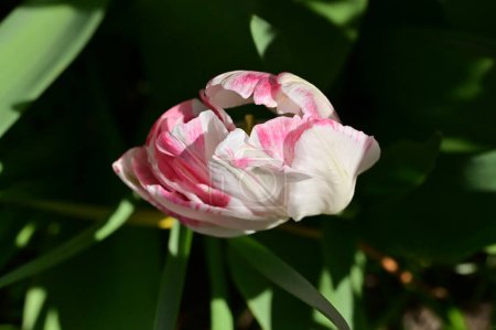 Téléchargez les photos : Belle tulipe dans le jardin - en image libre de droit