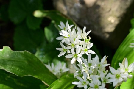 Téléchargez les photos : Fleurs blanches poussant dans le jardin - en image libre de droit