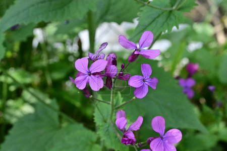 Téléchargez les photos : Belles fleurs violettes poussant dans le jardin - en image libre de droit