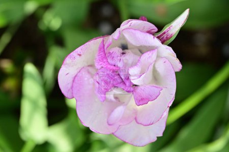 Téléchargez les photos : Belles fleurs blanches et violettes dans le jardin - en image libre de droit