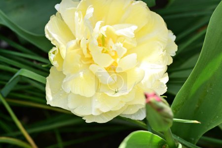 Foto de Primer plano de flores blancas en el jardín de primavera - Imagen libre de derechos