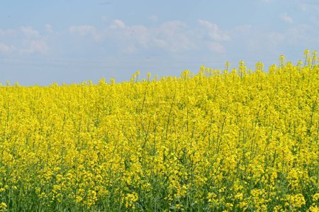 Foto de Hermosa vista del campo de violación con flores amarillas - Imagen libre de derechos