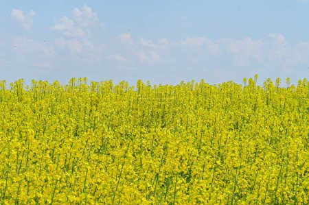 Photo for Beautiful view of rape field with yellow flowers - Royalty Free Image