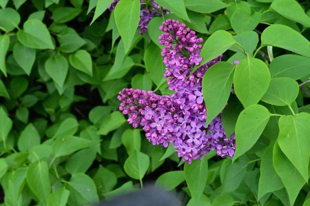 Téléchargez les photos : Belles fleurs lilas dans le jardin - en image libre de droit