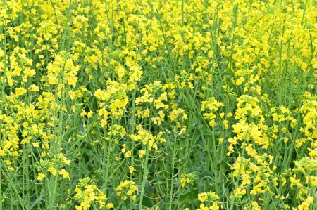 Téléchargez les photos : Belle vue du champ de viol avec des fleurs jaunes - en image libre de droit