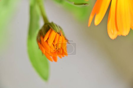 Photo for Beautiful botanical shot, natural wallpaper, flowers - Royalty Free Image