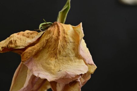 Photo for Dry rose on a black background - Royalty Free Image