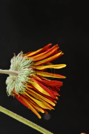 Foto de Hermosa flor sobre fondo oscuro - Imagen libre de derechos