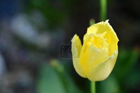 Photo for Beautiful yellow flowers in the garden - Royalty Free Image