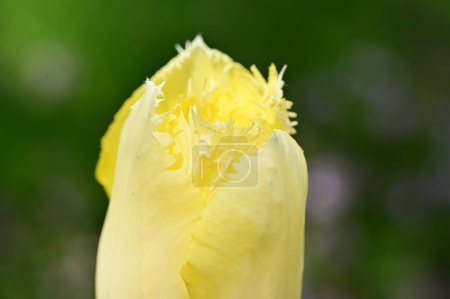 Foto de Hermosas flores amarillas en el jardín - Imagen libre de derechos