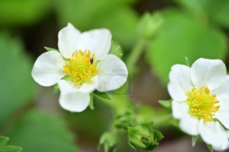 Téléchargez les photos : Gros plan de fleurs blanches dans le jardin de printemps - en image libre de droit