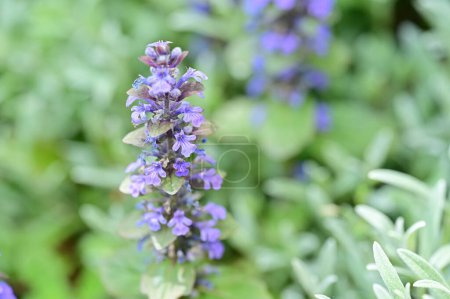 Téléchargez les photos : Vue rapprochée d'une fleur violette dans le jardin - en image libre de droit
