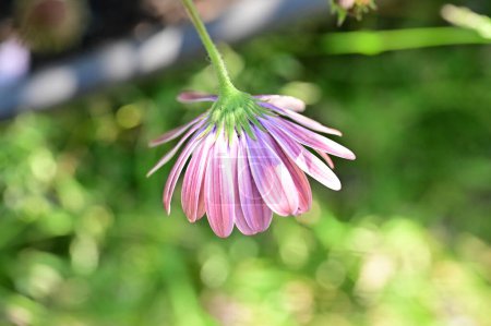 Téléchargez les photos : Belle fleur poussant dans le jardin - en image libre de droit