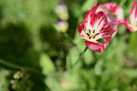 Photo for Beautiful  tulip in the garden - Royalty Free Image