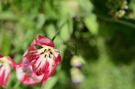 Foto de Hermoso tulipán en el jardín - Imagen libre de derechos