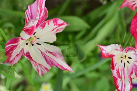 Foto de Hermosos tulipanes creciendo en el jardín - Imagen libre de derechos