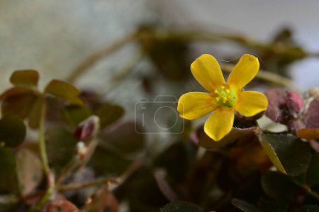 Foto de Hermosas flores amarillas en el jardín - Imagen libre de derechos